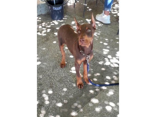 Kahverengi Doberman Yavruları | İzmir Foça