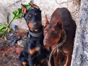İri yapılı doberman yavrular 