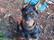 İri yapılı doberman yavrular 