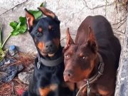 Karizmatik Genlere Sahip Asil Doberman Yavruları
