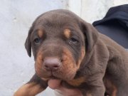 Geleceğin Koruyucusu Dev Yapılı Doberman Yavruları