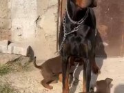 Asil hatlara sahip Doberman yavrular 