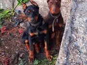 Safkan doberman yavrular 