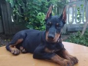 Şampiyon soydan Doberman yavrular 