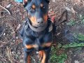 İri yapılı doberman yavrular 
