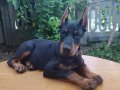 Asil hatlara sahip Doberman yavrular 