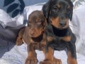 Asil hatlara sahip Doberman yavrular 