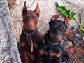 İri Yapılı Şecereli Safkan Doberman Yavruları