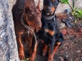 Şampiyon Soydan Doberman Yavrular 