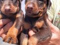 Şampiyon Soydan Doberman Yavrular 