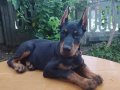 Şampiyon Soydan Doberman Yavrular 