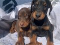 Şampiyon Soydan Doberman Yavrular 