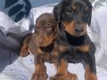 Şampiyon Soydan Doberman Yavrular 