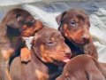 Şampiyon soydan Doberman yavrular 