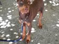 Şampiyon soydan Doberman yavrular 