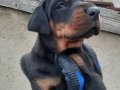 Şampiyon soydan Doberman yavrular 