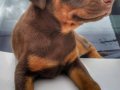Şampiyon soydan Doberman yavrular 
