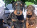 İri yapılı Doberman yavrular 