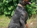 İri yapılı Doberman yavrular 