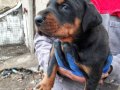 Şampiyon soydan Doberman yavrular 