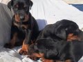 Şampiyon soydan Doberman yavrular 