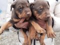 Şampiyon soydan Doberman yavrular 