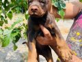 Safkan doberman yavrular 