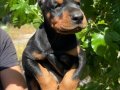 Safkan doberman yavrular 
