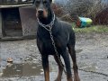 Safkan doberman yavrular 