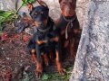 Safkan doberman yavrular 