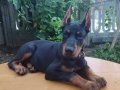 Şampiyon soydan Doberman yavrular 