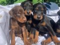 Şampiyon soydan Doberman yavrular 