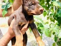Şampiyon soydan Doberman yavrular 