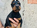 Şampiyon soydan Doberman yavrular 