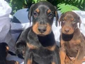 Şampiyon soydan Doberman yavrular 
