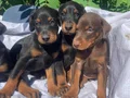 Şampiyon soydan Doberman yavrular 