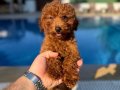 TOY PODDLE KORE A KALİTE 