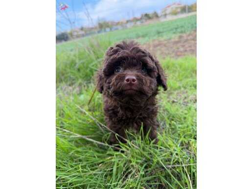 Brown Korea kan erkek