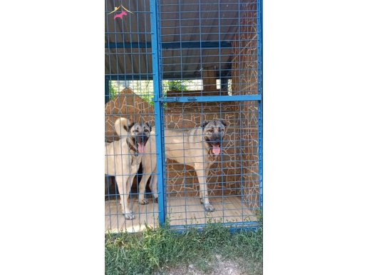 MUKEMMEL KALİTE ÇİFT KANGALLATIMIZ EĞİTİMLİ
