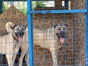 MUKEMMEL KALİTE ÇİFT KANGALLATIMIZ EĞİTİMLİ