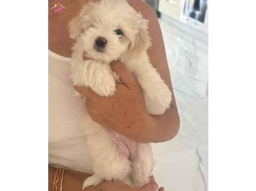 2 aylık orjnal maltese Dişi bebeğimiz yeni ailesi için hazır