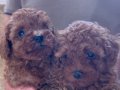 Safkan toy poodle 