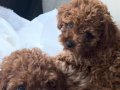 Safkan toy poodle 