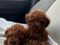 Safkan toy poodle 