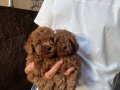 Safkan toy poodle 