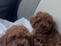 Safkan toy poodle 