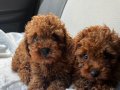 Safkan toy poodle 