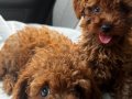 Safkan toy poodle 
