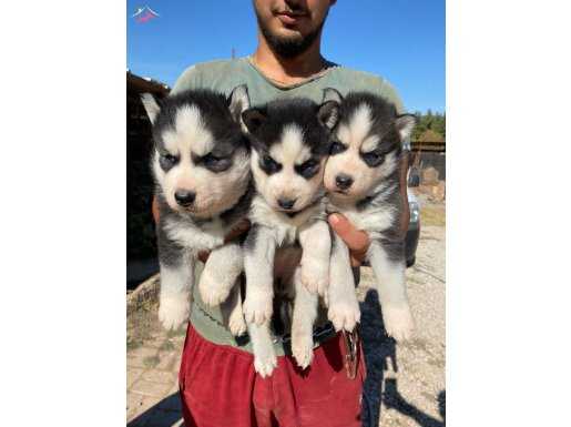 RUHSATLI ÜRETİM ÇİFTLİĞİNDEN HUSKY YAVRULAR