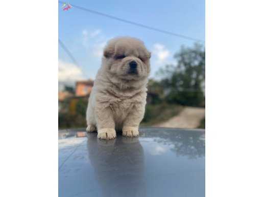 ÜST KALİTE CHOW CHOW YAVRULARIMIZ ORJİNAL RESİMDİR!!!